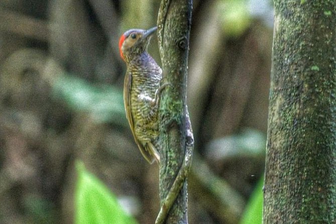 Bird Watching Tours - Key Points To Know Before You Book