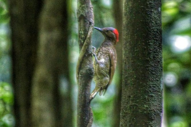 Bird Watching Tours - Why Michael Makes This Tobago Bird Tour Different