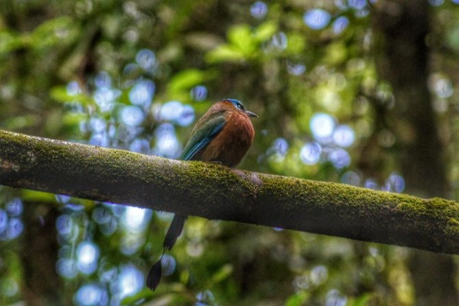 Bird Watching Tours - Three Hours Of Birds, Forest, And A Waterfall