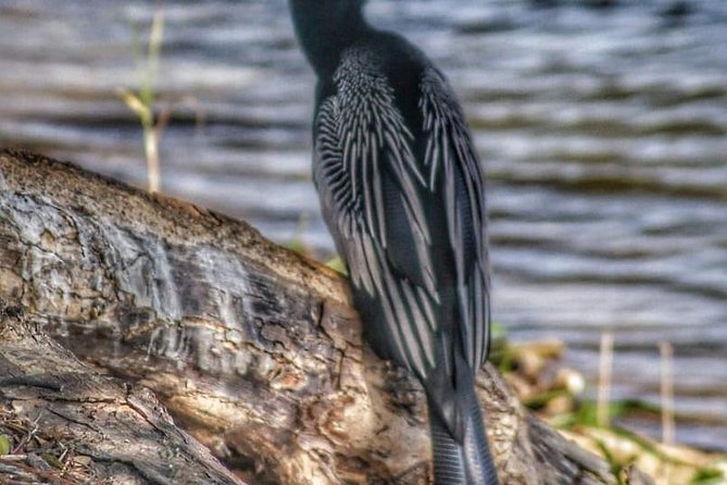 Bird Watching Tours - What Birdwatching With Michael Feels Like