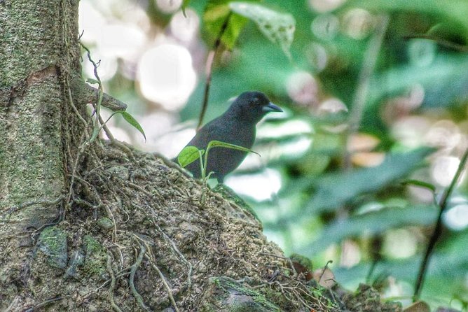 Bird Watching Tours - Why A Six Person Maximum Matters