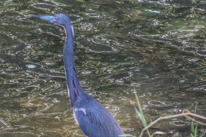 Bird Watching Tours - Who Will Enjoy This Tour Most?