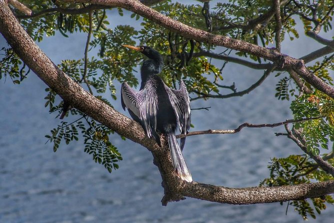 Bird Watching Tours - Timing, Booking, And Practical Preparation