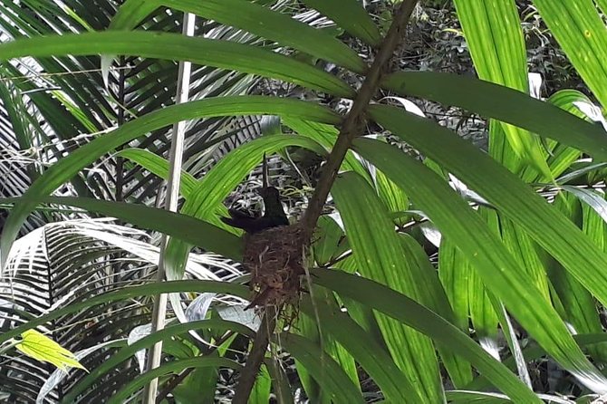 Bird Watching Tours - Entering Main Ridge With A Local Guide