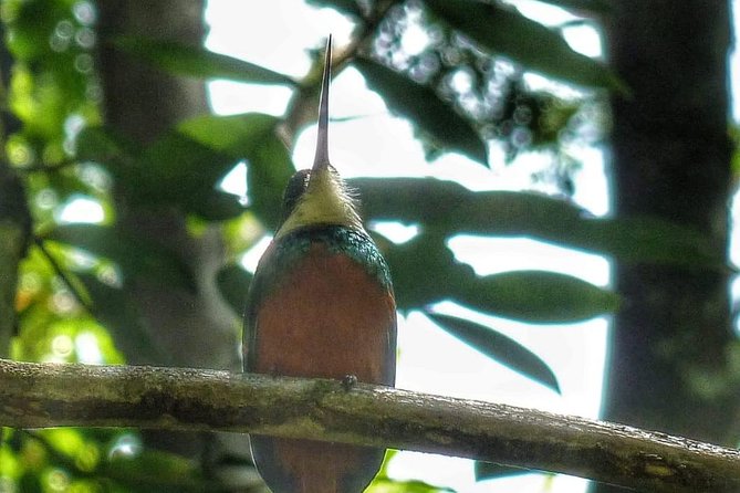 Birdwatching, Waterfall, Rainforest and Island Nature Tours - Why Michael makes the rainforest worth your time
