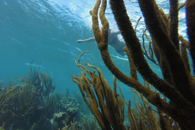 Buccoo Reef and Nylon Pool Adventure - What to bring for comfort and safety