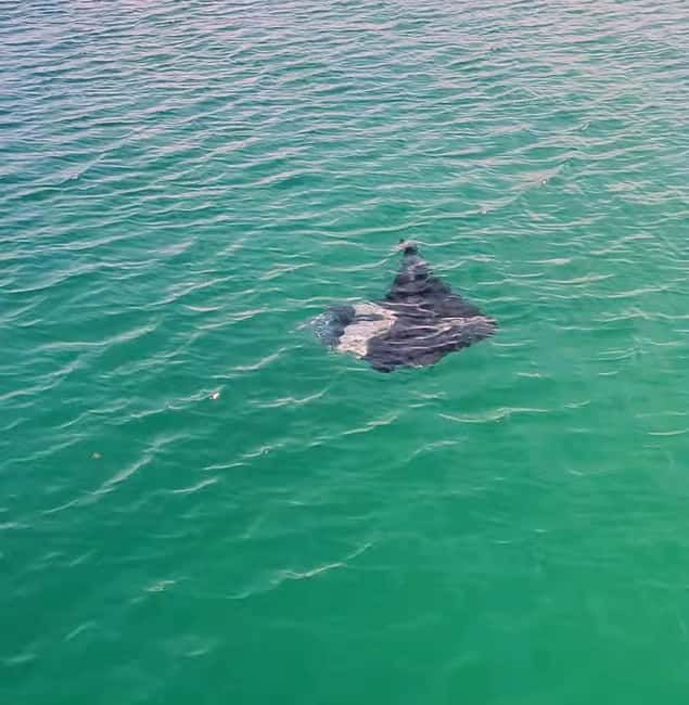 Buccoo Reef Nylon Pool Tour - Captain Phillips - Should you book Captain Phillips’ Buccoo Reef tour?