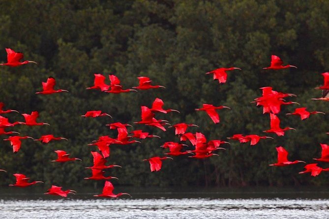 Caroni Bird Sanctuary Tour - Key points at a glance