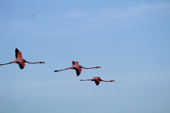 Caroni Bird Sanctuary Tour - Why the Caroni Swamp deserves your afternoon