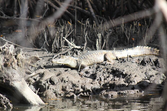 Caroni Bird Sanctuary Tour - The flat-bottomed boat through the mangroves
