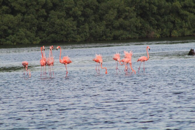 Caroni Bird Sanctuary Tour - Scarlet ibis, flamingos, and the evening finale