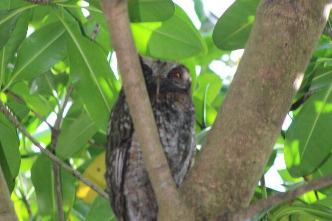 Caroni Bird Sanctuary Tour - Other animals you might spot