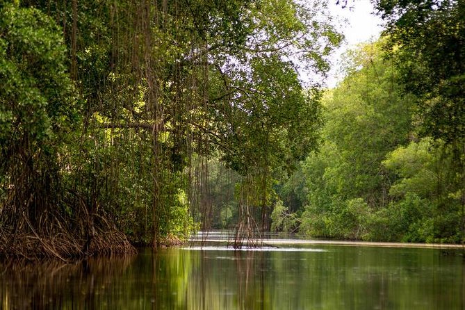 Caroni Bird Sanctuary Tour - Hotel pickup with Dominic, Sharon, or Jade