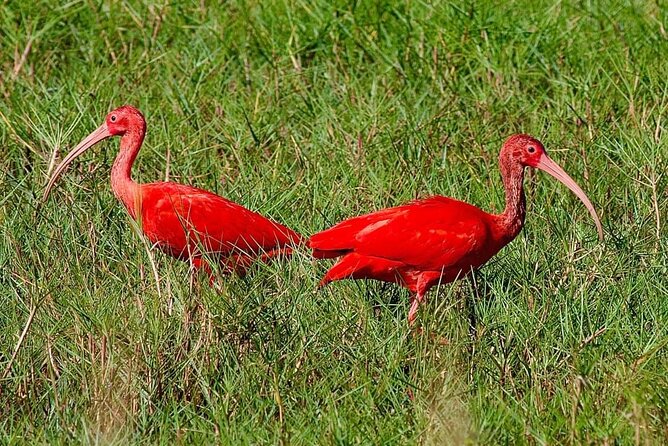Caroni Swamp wildlife Tour - Key points to know before you book