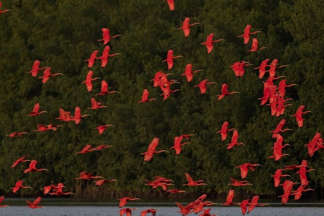Caroni Swamp wildlife Tour - Why Caroni Swamp is worth your afternoon