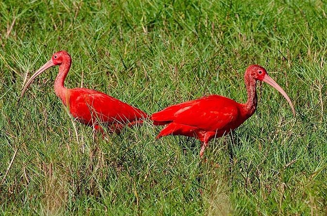 Caroni Swamp wildlife Tour - Guides and the value of a small boat