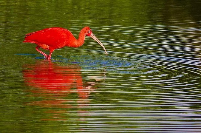 Caroni Swamp wildlife Tour - Is $70 a fair price?
