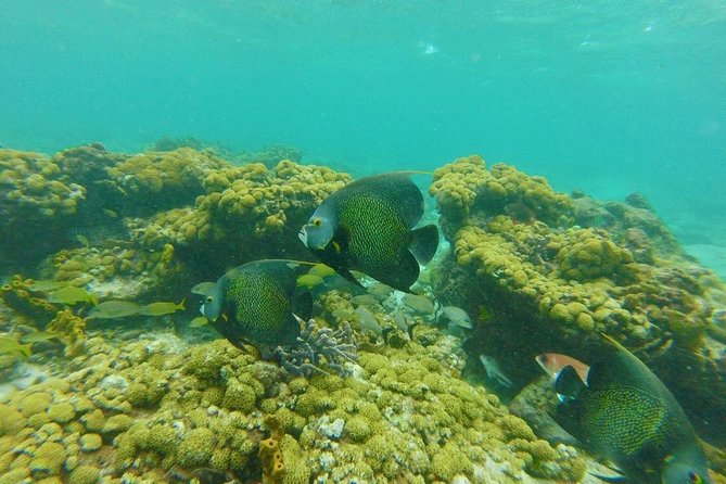 Coastline Snorkel and BBQ - Starting from Buccoo Main Road