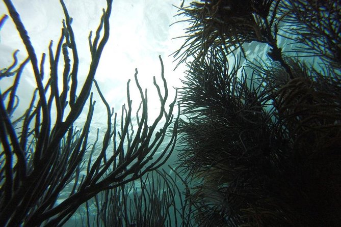 Coastline Snorkel and BBQ - What the $200 price means