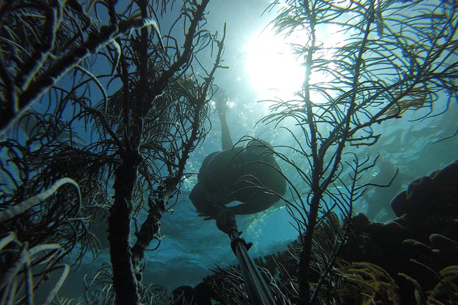 Coastline Snorkel and BBQ - Snorkeling the Tobago coral reef