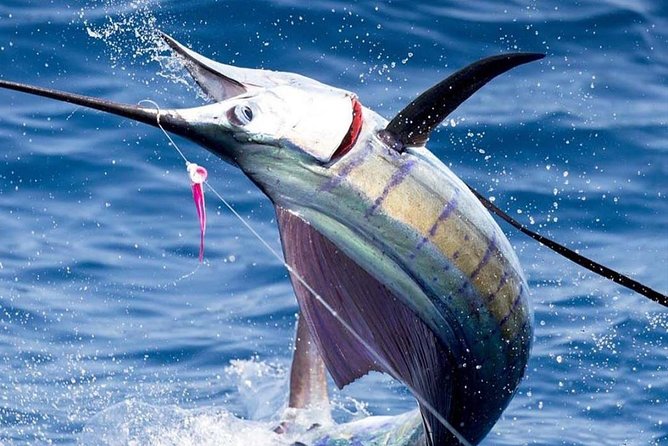 Deep Sea Fishing (Street Food and Beer Included) - Key points to know before you book