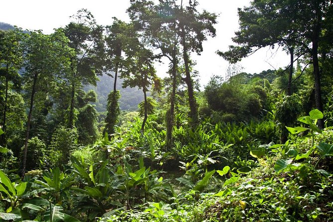 Discover the Rainforest - The Windward Coast drive takes about one hour