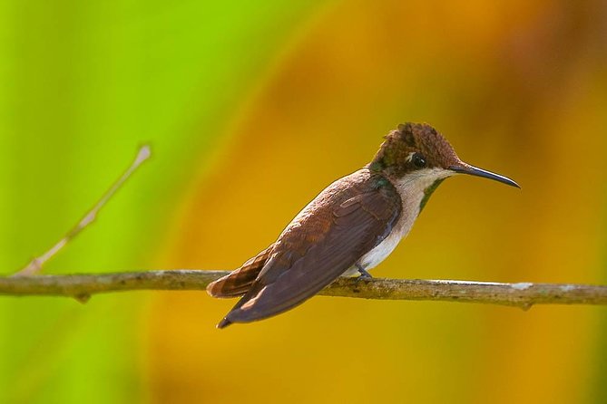 Discover the Rainforest - What the guide adds, and where the risk lies