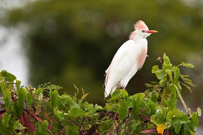 Discover the Rainforest - What the $85 price really covers