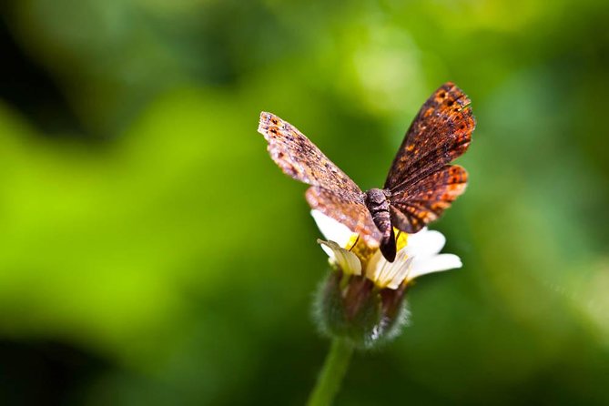 Discover the Rainforest - Practical planning for the morning