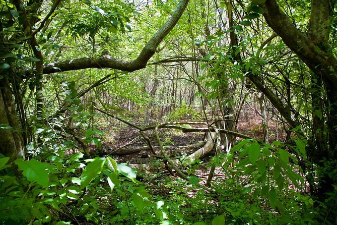 Discover the Rainforest - Entering the forest after sunrise