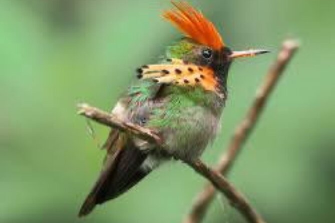 El Suzanne Estate Birding & Nature Reserve Tour - Key Things to Know Before You Go