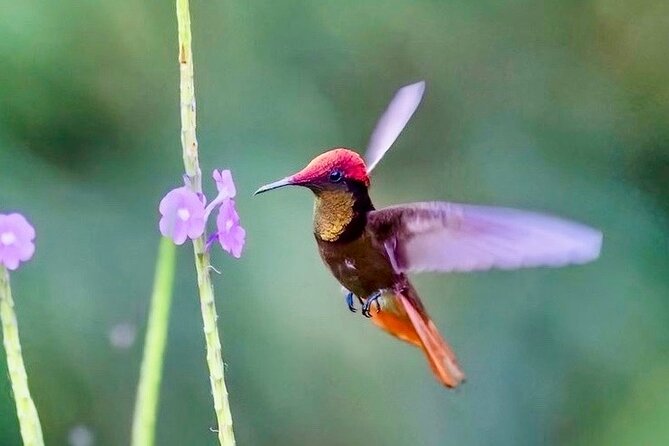 El Suzanne Estate Birding & Nature Reserve Tour - The Last Fifteen Minutes Beside the River