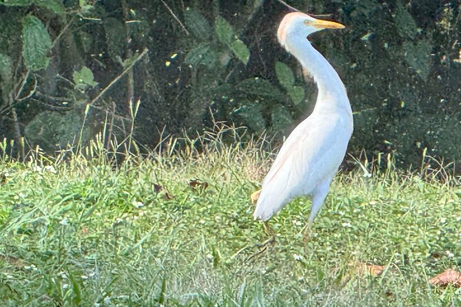 El Suzanne Estate Birding & Nature Reserve Tour - Getting to El Suzanne Rainforest Lodge