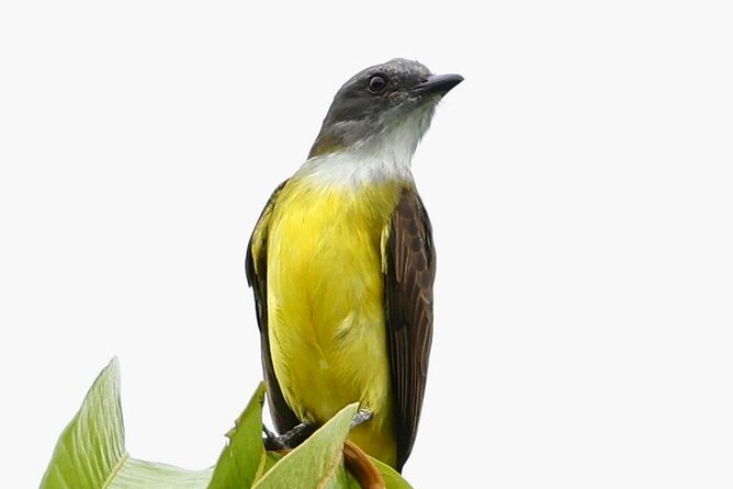 El Suzanne Estate Birding & Nature Reserve Tour - Following the Forest Trail Before Dusk