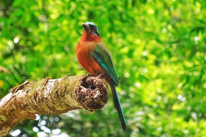 Full Day Group Tour in Tobago Atlantic Coast - Why this Atlantic coast tour is worth considering