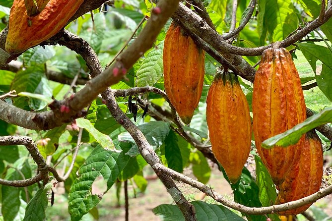 Half-day 3-Course Cocoa Lunch Tour in Trinidad - Why this cocoa lunch is different