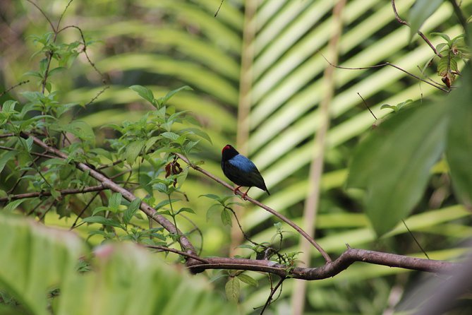 Individuelle Regenwald Tour - Tobago’s first capital and French connection