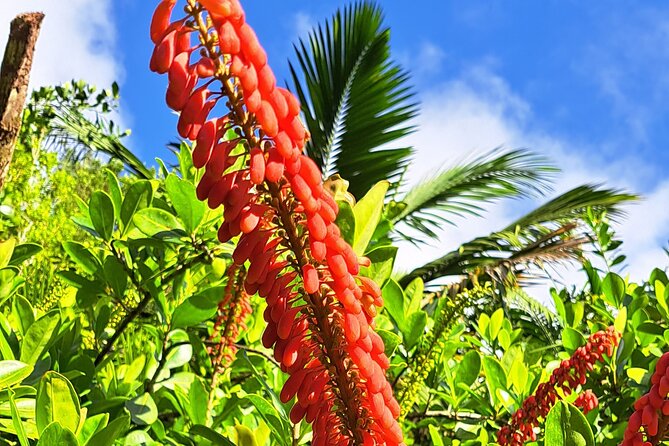 Island Tour (Food and Drinks include) - Food and drinks are the biggest value question
