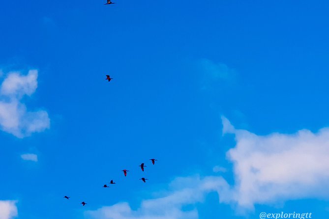 Kayak Adventure in the Second Largest Swamp of Trinidad and Tobago - Starting at the Caroni Bird Sanctuary