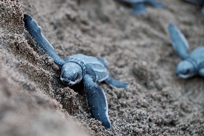 Matura Beach Turtle-Watching Experience - Key points about the Matura turtle tour