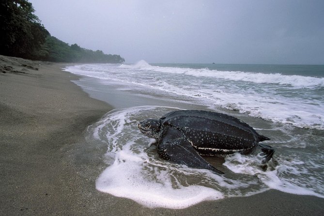 Matura Beach Turtle-Watching Experience - Why leatherback turtles make Matura special