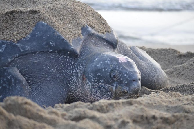 Matura Beach Turtle-Watching Experience - Hatchlings from May through August