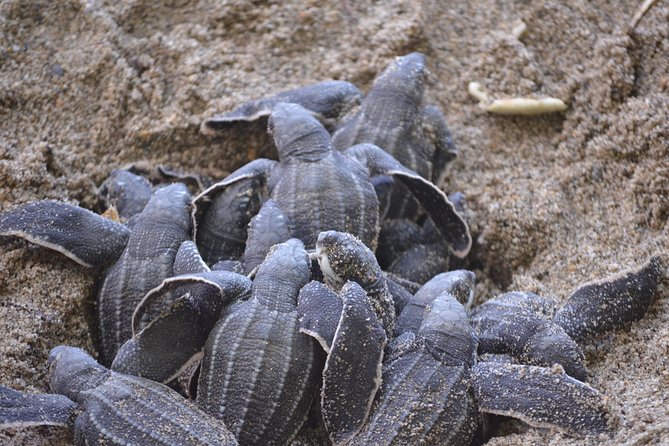 Matura Beach Turtle-Watching Experience - What the five-hour schedule feels like