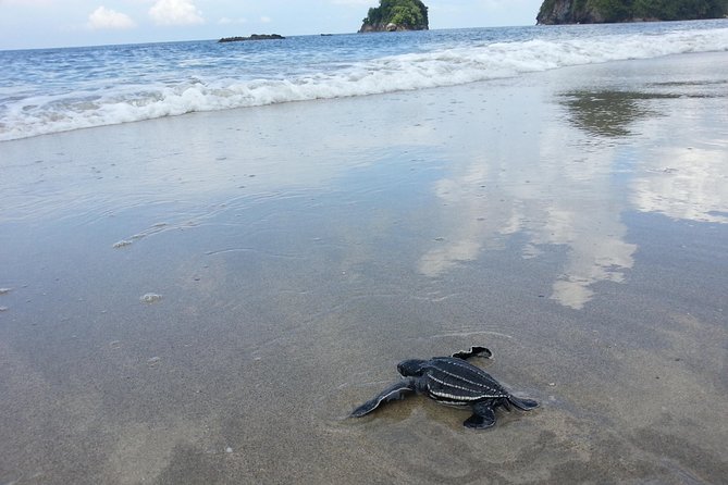 Matura Beach Turtle-Watching Experience - What is included for $145