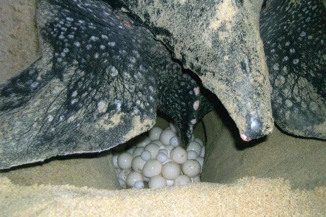 Matura Beach Turtle-Watching Experience - The strengths and limits of a small-group night tour