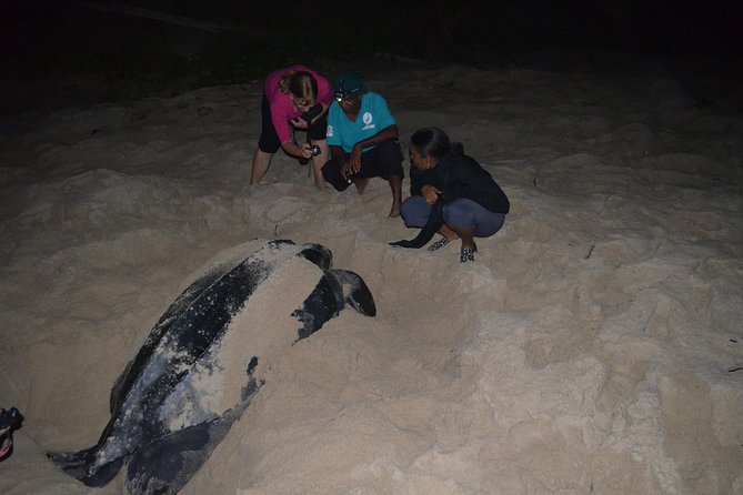 Matura Beach Turtle-Watching Experience - Meeting the Matura turtle protection team