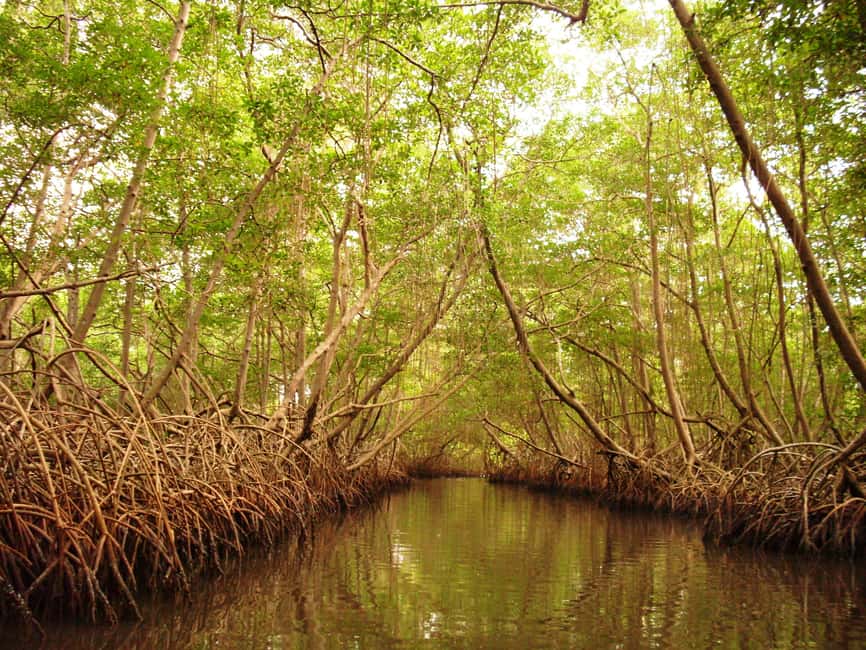 Port of Spain: Caroni Bird Sanctuary by Boat - From mangrove channels to the open lagoon