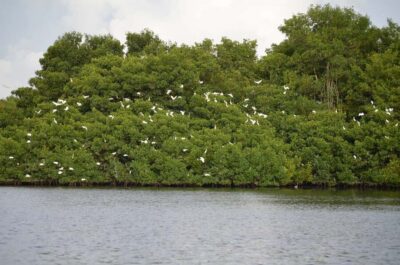 Caroni Bird Sanctuary by Boat