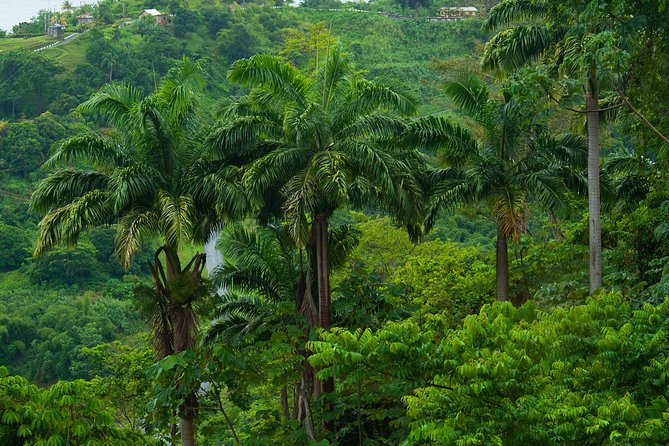 Rainforest Tour - Key points to know before you go