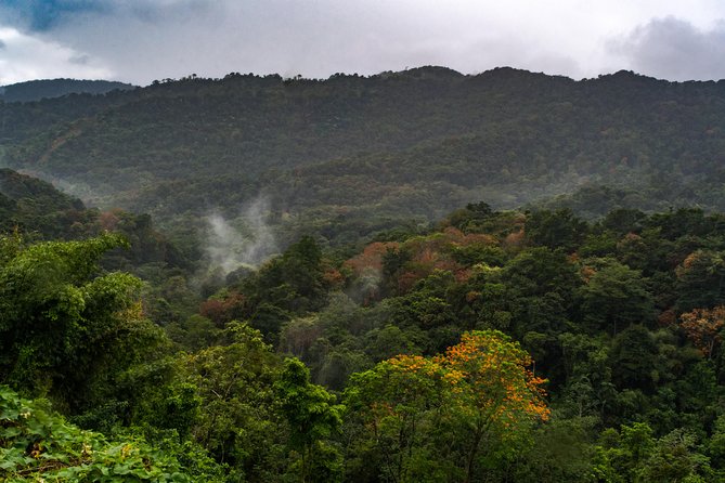 Rainforest Tour - Walking through a rainforest protected since 1776